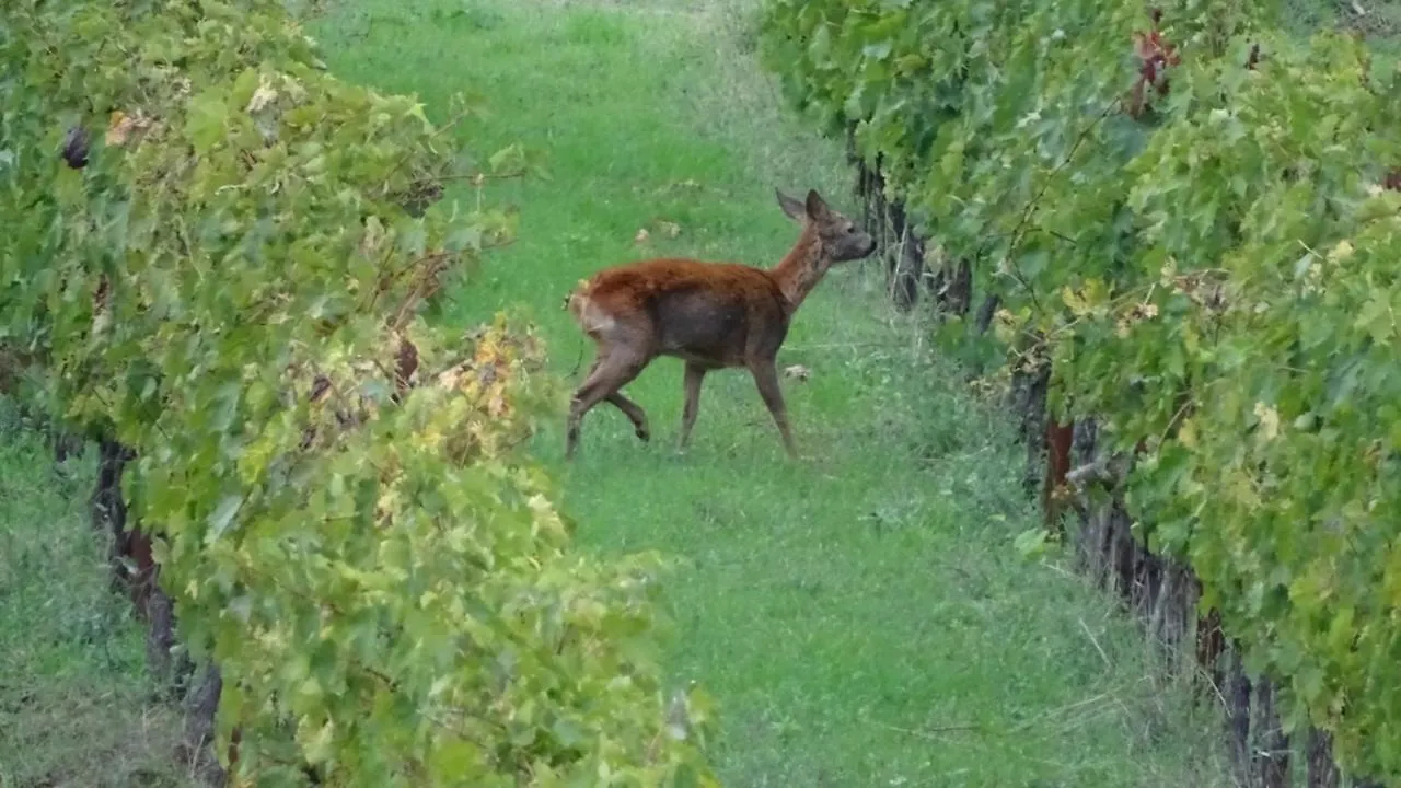 Poggio Olivo Daire Acquaviva